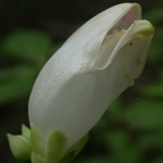 White Turtlehead