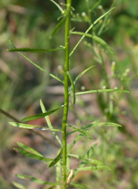 Canadian Fleabane