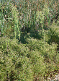 Canadian Fleabane