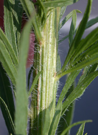 Canadian Fleabane