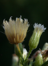 Canadian Fleabane