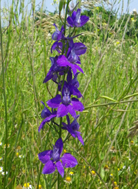 Common Larkspur