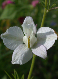 Common Larkspur