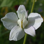 Common Larkspur