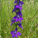 Common Larkspur