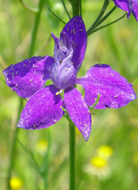 Common Larkspur