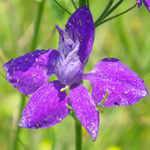 Common Larkspur