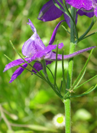 Common Larkspur