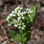 Umbellate Bastard-toadflax Umbellate Bastard-toadflax