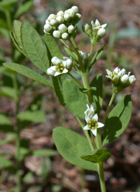 Umbellate Bastard-toadflax