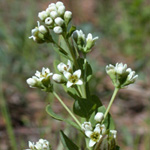 Umbellate Bastard-toadflax Umbellate Bastard-toadflax