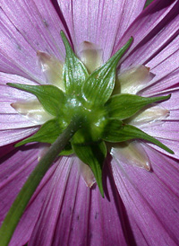 Mexican Cosmos