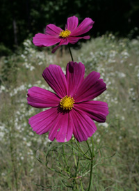 Mexican Cosmos