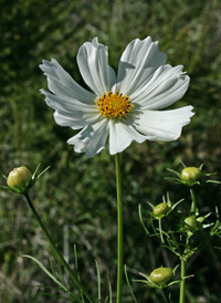 Mexican Cosmos