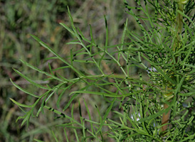 Mexican Cosmos