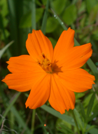 Orange Cosmos