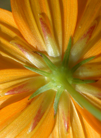 Orange Cosmos