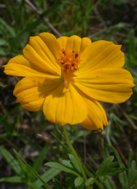 Orange Cosmos