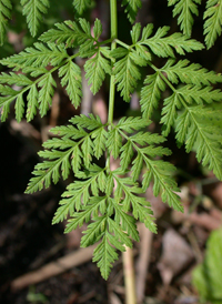 Hemlock