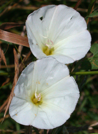 Field Bindweed