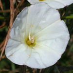 Field Bindweed