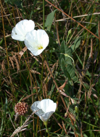 Field Bindweed