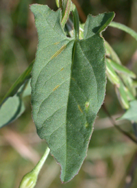 Field Bindweed