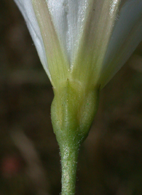 Field Bindweed