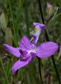 Tuberous Grass-pink