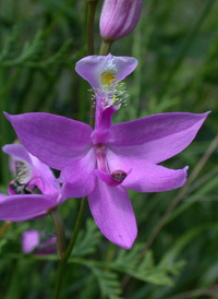 Tuberous Grass-pink