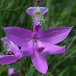 Tuberous Grass-pink Tuberous Grass-pink