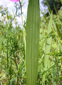 Tuberous Grass-pink