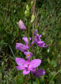 Tuberous Grass-pink