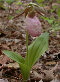 Moccasin-flower