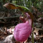 Moccasin-flower Moccasin-flower
