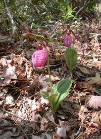 Moccasin-flower