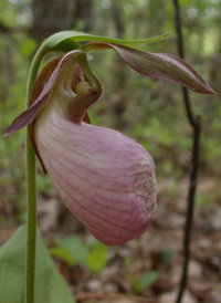 Moccasin-flower