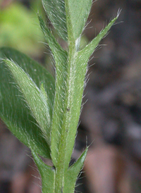 Common Rattlebox