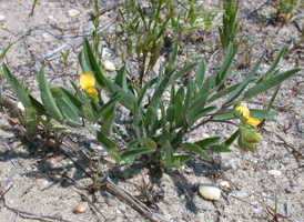 Common Rattlebox