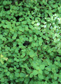 American Golden-saxifrage