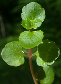 American Golden-saxifrage