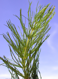 Rigid Hornwort