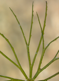 Rigid Hornwort