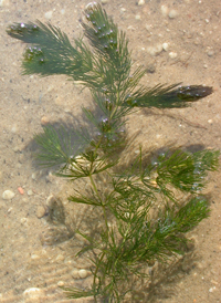 Rigid Hornwort