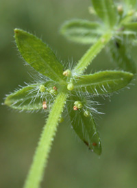 Piedmont Crosswort