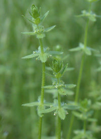 Piedmont Crosswort