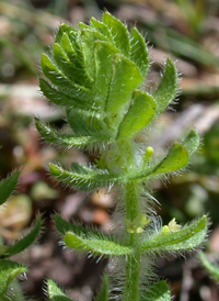 Piedmont Crosswort