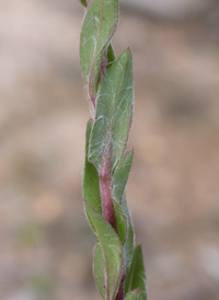 Maryland Golden Aster