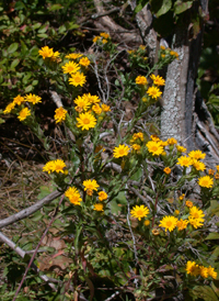 Maryland Golden Aster