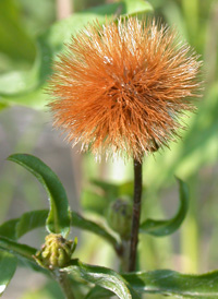 Maryland Golden Aster